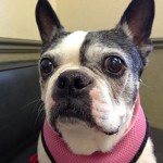 Piggy Sue (formerly Baby)