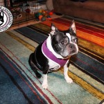 Francie